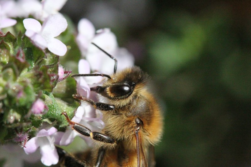 Abeille qui butine v2. 2022. Dans les magnifiques jachères qui surplombent le canal de Fay aux Loges. FLORA ASSADI